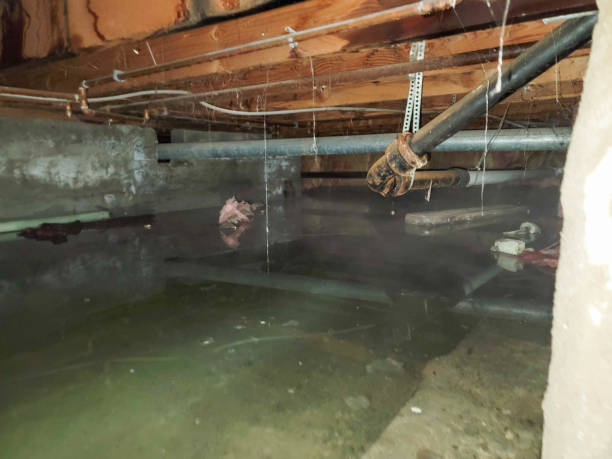 Best Water damage contractors near me  in Rosemead, CA